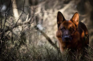 德國牧羊犬在森林中從乾燥灌木叢中探出頭來 — 德國狼犬 壁紙