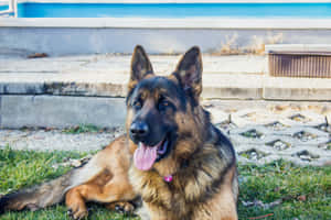 德國牧羊犬躺在泳池附近的草地上，伸出舌頭 — 德國狼犬 壁紙