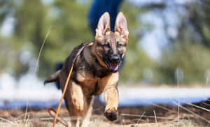 一隻德國牧羊犬幼犬張開嘴巴跑過草地。 — 德國狼犬 壁紙
