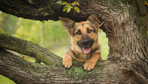 一隻快樂的德國牧羊犬幼犬從森林的樹洞中探出頭來。 — 德國狼犬 壁紙