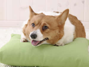 一隻微笑的柯基犬躺在室內的綠色枕頭上。 — 可愛小狗 壁紙