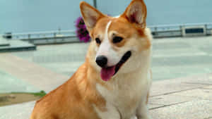 一隻微笑的柯基犬坐在石頭廣場上，伸出舌頭。 — 柯基 壁紙