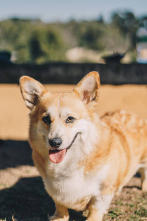 一隻開朗的柯基犬，垂耳微笑，在戶外陽光下。 — 可愛小狗 壁紙