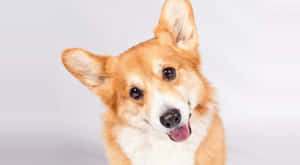 一隻開心的柯基犬伸出舌頭看著相機。 — 柯基 壁紙