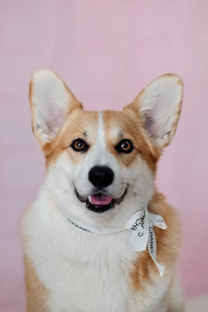 柯基犬戴著 Chanel 頭巾在粉紅色背景上 — 狗狗藝術 壁紙