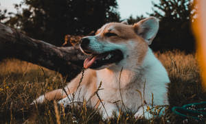 一隻滿足的柯基犬躺在高草中享受溫暖的日落。 — 柯基 壁紙