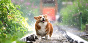 一隻柯基犬在鐵路軌道上開心地冒雨奔跑。 — 粉色花朵 壁紙