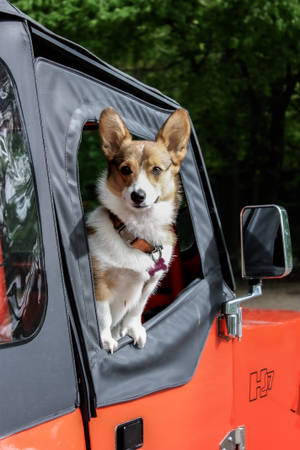 柯基犬從橙色吉普車的車窗向外望，後面有綠樹 — 柯基 壁紙