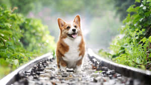 在雨林中的鐵路軌道上微笑的柯基犬。 — 柯基 壁紙