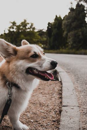 一隻微笑的柯基犬繫著狗繩，站在馬路旁的碎石小徑上。 — 柯基 壁紙
