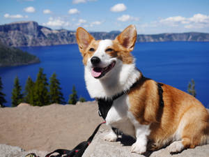 一隻微笑的柯基犬穿著胸背帶，坐在懸崖上，俯瞰著藍色湖泊和群山。 — 柯基 壁紙