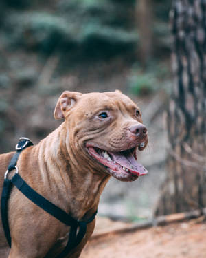 一隻微笑的棕褐色狗在森林中穿著黑色胸背帶。 — 比特犬 壁紙