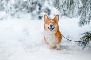 一隻快樂的柯基狗閉著眼睛在雪白的冬季森林中微笑。 — 可愛小狗 壁紙