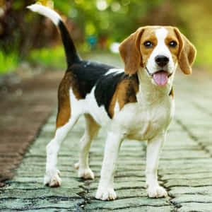 一隻比格犬站在鵝卵石小徑上，伸出舌頭。 — 米格魯 壁紙