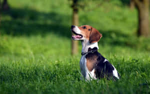 比格犬坐在草地上張開嘴巴向上看 — 米格魯 壁紙