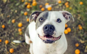 一隻微笑的比特犬，周圍地上有掉落的柳橙。 — 比特犬 壁紙