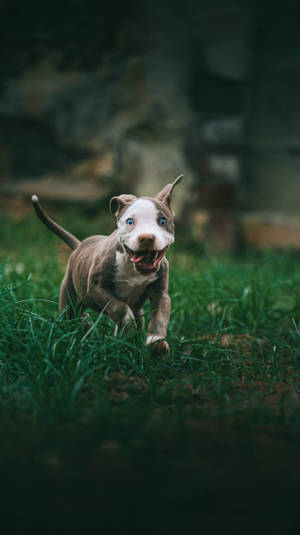 一隻快樂的比特犬幼犬在綠草中奔跑，藍眼睛。 — 比特犬 壁紙