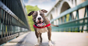一隻戴著紅色胸背帶的快樂棕白狗在橋上奔跑。 — 比特犬 壁紙