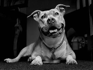 一隻快樂的比特犬戴著鏈條項圈躺在室內。 — 比特犬 壁紙