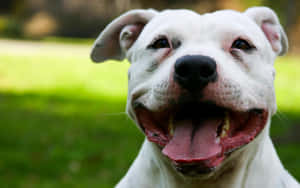 草地上伸出舌頭的快樂白色犬隻特寫。 — 比特犬 壁紙