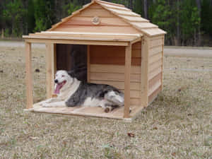 一隻藍色梅爾犬在戶外的木製狗屋裡快樂地休息。 — 狗 壁紙