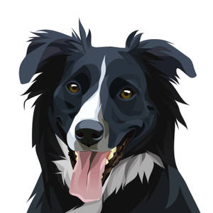 快樂的黑白邊境牧羊犬伸出舌頭看著觀眾 — 狗狗藝術 壁紙