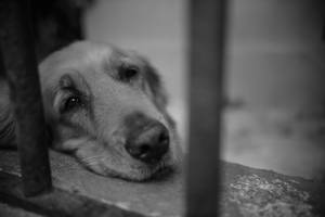 一隻悲傷的金毛獵犬幼犬在混凝土上將頭靠在金屬欄杆後。 — 黃金獵犬 壁紙