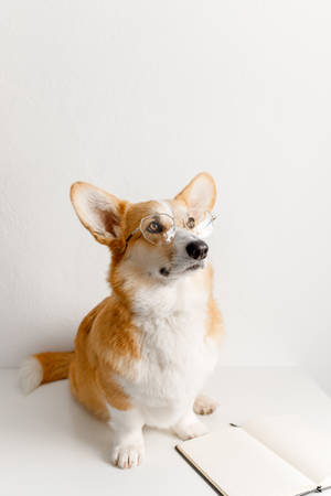 戴著眼鏡的柯基犬坐在白色表面上的打開筆記本旁邊。 — 可愛 壁紙