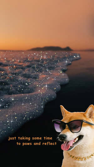 戴著太陽眼鏡和金色鏈條的柴犬在日落時分閃閃發光的海灘上 — 海灘 壁紙