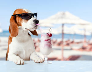 比格犬戴著太陽眼鏡在海邊咖啡廳啜飲櫻桃奶昔。 — 米格魯 壁紙