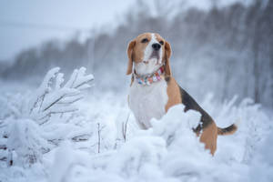 比格犬戴著彩色項圈坐在雪地裡 — 雪 壁紙