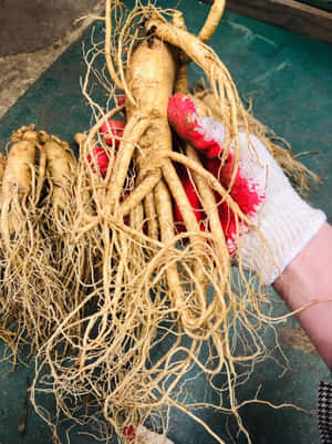 戴著紅白手套的手拿著剛收穫的人參根。 — 植物美學 壁紙