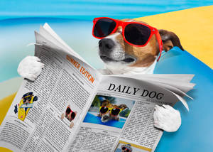 一隻戴著紅色太陽眼鏡的狗閱讀名為 Daily Dog 的報紙。 — 幽默 壁紙