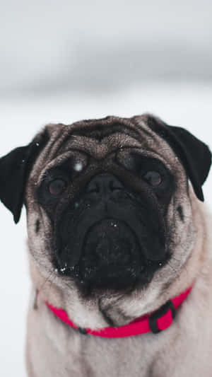 一隻戴著紅色項圈的巴哥犬站在雪中。 — 巴哥犬 壁紙