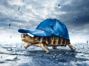 一隻戴著藍色帽子的烏龜在雨水中涉水而行。 — 可愛烏龜 GIF 壁紙
