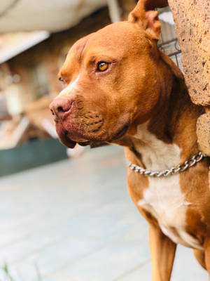 一隻戴著鏈條項圈的棕色比特犬靠著石牆。 — 比特犬 壁紙