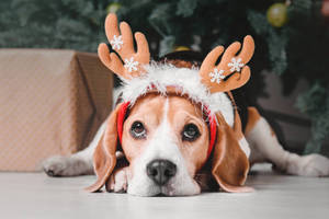 戴著馴鹿角的比格犬在聖誕樹下與禮物一起。 — 聖誕節 壁紙