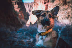 戴黃色項圈的德國牧羊犬站在日落峽谷中 — 德國狼犬 壁紙