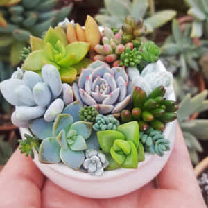 手拿著一個裝滿各種色彩繽紛多肉植物的白色花盆。 — 仙人掌 壁紙