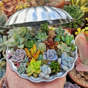 手拿著裝滿各種多肉植物和仙人掌的銀色盤子。 — 仙人掌 壁紙