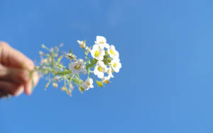 手拿著小白花，背景是清澈的藍天 — 美麗的藍色 壁紙