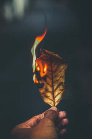 手拿著一片燃燒的樹葉，帶有橙色火焰，背景黑暗。 — 秋天 壁紙
