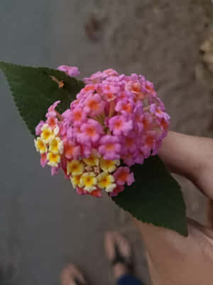 手裡拿著一朵粉紅色和黃色的馬纓丹花，帶有綠葉，放在路面上 — 粉紅色 壁紙