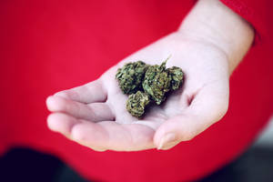 手拿著乾燥的大麻花蕾，背景是紅色布料。 — 植物美學 壁紙