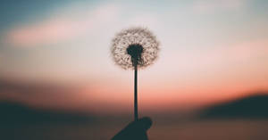 手拿蒲公英襯著日落天空 — 奇妙人生 壁紙