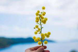手拿著黃色金合歡花，背景是模糊的水和天空。 — 春天 壁紙