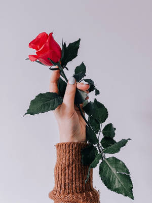 手拿著一朵帶綠葉的紅玫瑰，穿著棕色針織袖。 — 玫瑰花 壁紙