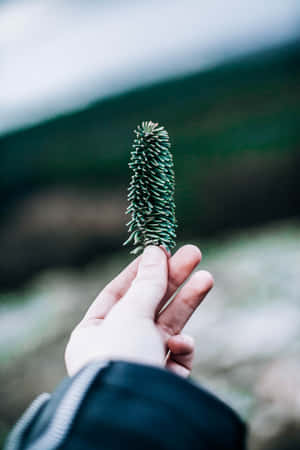 在群山環繞的森林環境中，手拿著一個松果。 — 花朵 壁紙