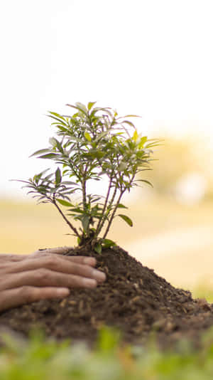 手在培育種植在土壤中的小樹 — 城市燈光 壁紙