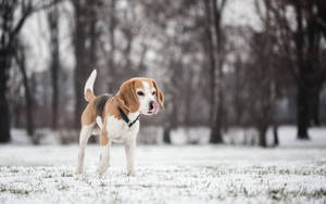 比格犬站在積雪的公園中，背景有光禿禿的樹木。 — 雪 壁紙